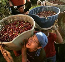 Guanacaste Coffee Growers