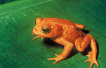 Herpetology Costa Rica