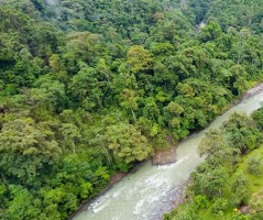 Jungle Forest Canopy on Costa Rica