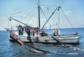 Shrimp Trawling in Costa Rica