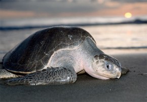 Turtle - olive ridley