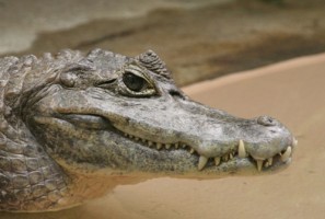 Caiman Crocodile Costa Rica