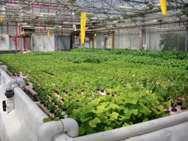 Costa Rican Hydroponic Plant Garden