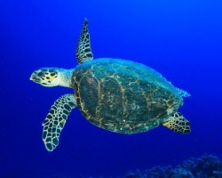 Hawksbill Sea Turtle Costa Rica