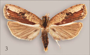 Insect Sparganocosma docsturnerorum, photo by Sciency Thoughts