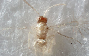 Insect Tinkerbella Nana fairyfly is new species in Costa Rica