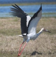 Maguari Stork Costa Rica