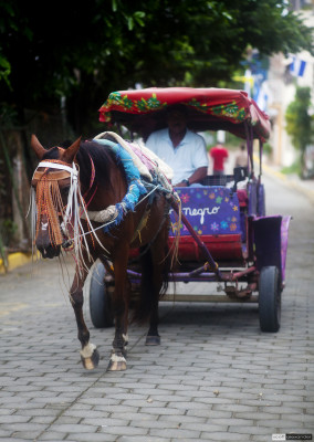 Horses are seen everywhere on the streets in the area, and not just as a touristy gimmicky. 