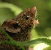 Singing Mice in Costa Rica