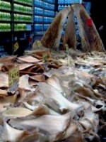 Shark fin market, Taiwan. Source: Wikimedia Commons