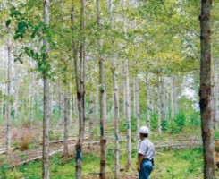 Teak Exports Costa Rica