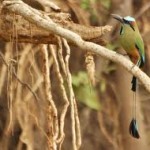 A motmot in the Nosara Biological Reserve, Costa Rica