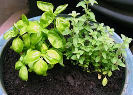 Medicinal herbs basil and oregano