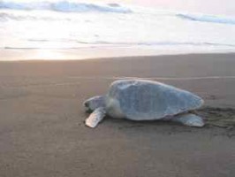Olive Ridley Sea Turtle at Ostional National Wildlife Refuge, Costa Rica