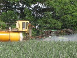Pineapple fields fumigation by forest in Costa Rica