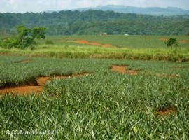 Pineapples and rainforest in Costa Rica, image by Deutsche Welle