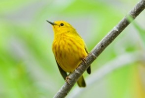 Protecting coffee farms from pests is the yellow warbler, image by Nature Journal