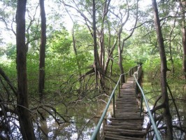 Trail through Nosara Biological Reserve across mangrove estuary