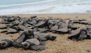 Baby sea turtles race to the sea at Tortuguero, Costa Rica