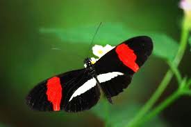 Butterfly Heliconius