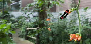 Butterly garden at Veragua Rainforest