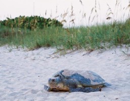 Green Sea Turtle Costa Rica