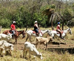 Hacienda Guachipelin is a working cattle and horse ranch