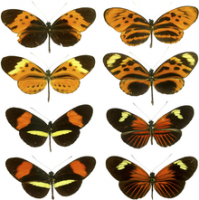 Heliconius butterflies are an example of evolutionary mimicry