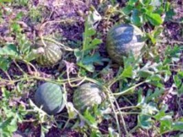 Melon Field