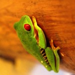 Red-eyed tree frog at Portasol