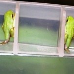 Red-eyed tree froglets in rescue project at Portasol