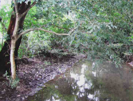 Restoring Our Watershed Costa Rica
