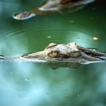 Tortuguero canals and caimans