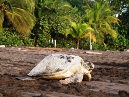 Sea turtle in Tortuguero National Park, Costa Rica