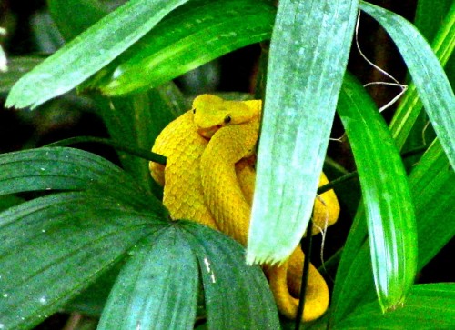 Pit Viper