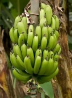 Bananas Costa Rica
