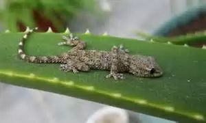 Geckos in Costa Rica