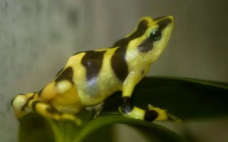 Harlequin Frog