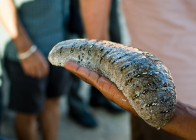 Sea Cucumbers Costa Rica