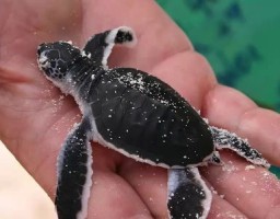 Sea Turtle in Costa Rica