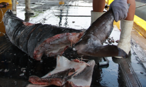 Shark Finning Costa Rica