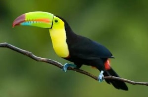 Toucan