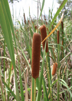 Typha domingensi Tifa Plant Guanacaste