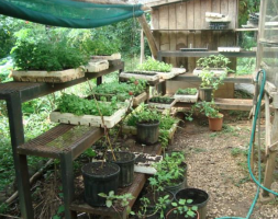 Vegetable and flower garden The Monkey Farm