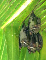 Bats - tent-making bats under a palm leaf