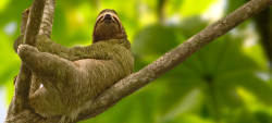 Costa Rica wildlife, sloth