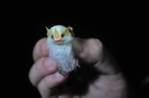 Ectophylla alba bat, photo by Luis Navarro