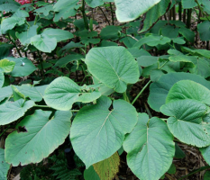 Piper auritum root beer plant