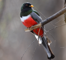 Trogon elegans bird in Guanacaste Costa Rica