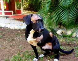 Dog Deaths and Injury in Nosara Costa Rica